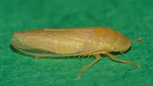 Réf. 328 484 : Elymana sulphurella